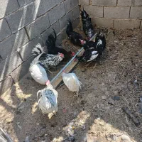جوجه خروس گلین محلی