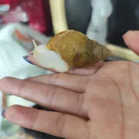 حلزون|خزنده|شیراز, بازار|دیوار