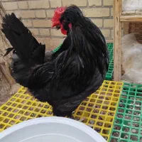 خروس سلطان مشکی و خالدار