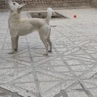 واگذاری پا کوتاه ب خانواده