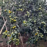 فروش نارنگی  انشو سر درختی  بصورت کلی|عمده‌فروشی|بابلسر, |دیوار