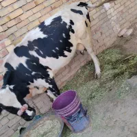 گاو آبستن
