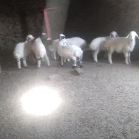 بره