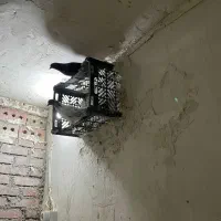 کبوترپرشی درحد درجه یک