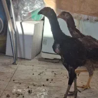 یک جفت جوجه لاری نژاد افغان دنگ بالا|حیوانات مزرعه|فولادشهر, C1|دیوار