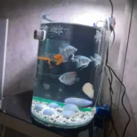 اکواریوم همراه با ماهی با تجهیزارت