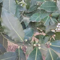 خرایدر برگ بو روی درخت به قیمت