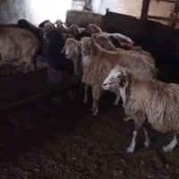 فروش گوسفند گوشتی شیشک