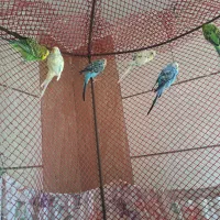 مرغ عشق سه جفت