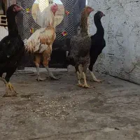 مرغ و خروس لاری حسابی|حیوانات مزرعه|قم, نیروگاه|دیوار