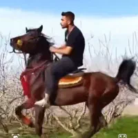 اسب کرد|اسب و تجهیزات اسب‌سواری|بوئین زهرا, |دیوار