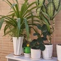 تعدادی گل و گلدان