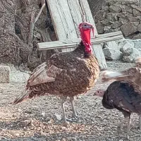 فروش بوقلمون