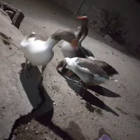 غاز بالغ و جوجه غاز ۱۵ روز