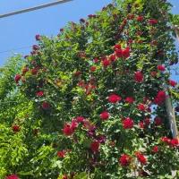 ویلا ۵۰۰متری در بهترین لوکیشن خیابان شهریار گوگان