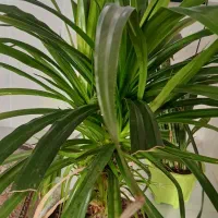 گل طبیعی|گل و گیاه طبیعی|نیشابور, مازول|دیوار