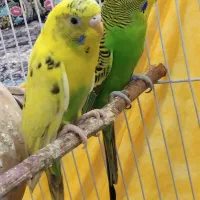 یه جفت مرغ عشق با قفسو