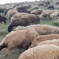 میش بره|حیوانات مزرعه|الیگودرز, |دیوار