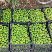 لیموترش عمده