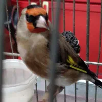 سهره .