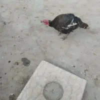 بوقلمون نر