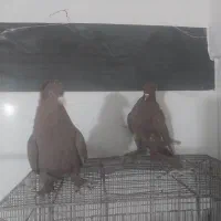 کبوتر رواعب تعویض با ماده|پرنده|قم, شاه سید علی|دیوار