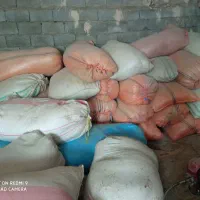 مقداری کاه گندم دیم کاه عدس حومه دورود