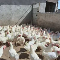 مرغ مادر|حیوانات مزرعه|اهواز, حصیرآباد|دیوار