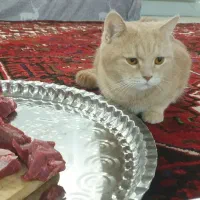 گربه بریتیش اسکاتیش|گربه|آذرشهر, |دیوار