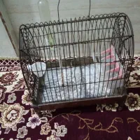 قفس سهره|لوازم جانبی حیوانات|اشتهارد, |دیوار