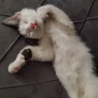 واگذاری گربه رایگان