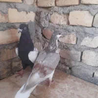 کبوتر سینه ای و اصفهانی|پرنده|مهریز, |دیوار