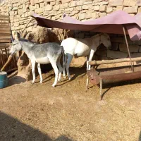 خر نر سالم برای گله هست