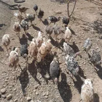 بوقلمون|حیوانات مزرعه|قیدار, |دیوار