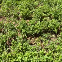 نشا گوجه|گل و گیاه طبیعی|مهدی شهر, |دیوار