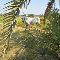 فروخته شده با تشکر