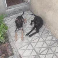 سگ نگهبان