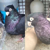 جفت صرب امیدیه