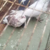 دوعدد‌گبوتر‌فرار‌گرده