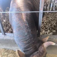 گاو|حیوانات مزرعه|پیشوا, |دیوار