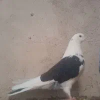 کبوتر پشتار ماده