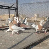 کبوتر پرنده رنگی