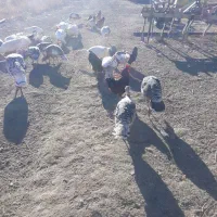 تعدادی بوقلمون و غاز و خروس و مرغ|حیوانات مزرعه|نمین, |دیوار