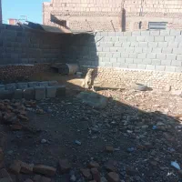 واگذاری دوقلاده سگ گله ای نر