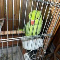 ملنگو ماده + قفس