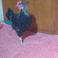 خروس سیاه  اصل محلی