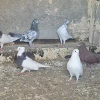 کبوتر
