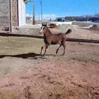 کره نریان کرد