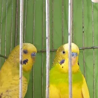 مرغ عشق بالغ نر|پرنده|خمینی‌شهر, |دیوار