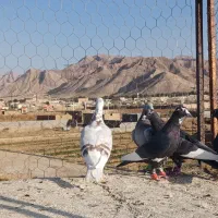 کبوتر کرمانی